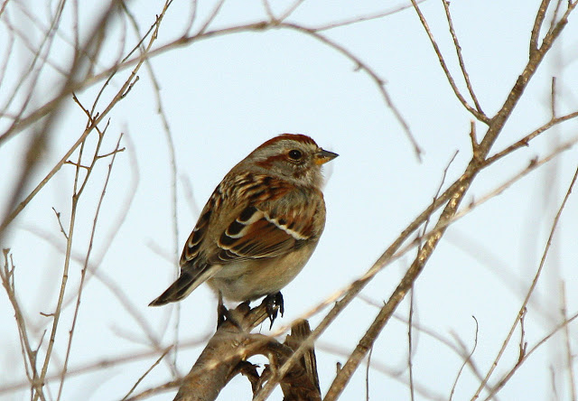 american-tree-sparrow
