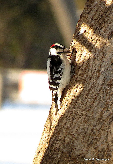 downy-woodpecker-male