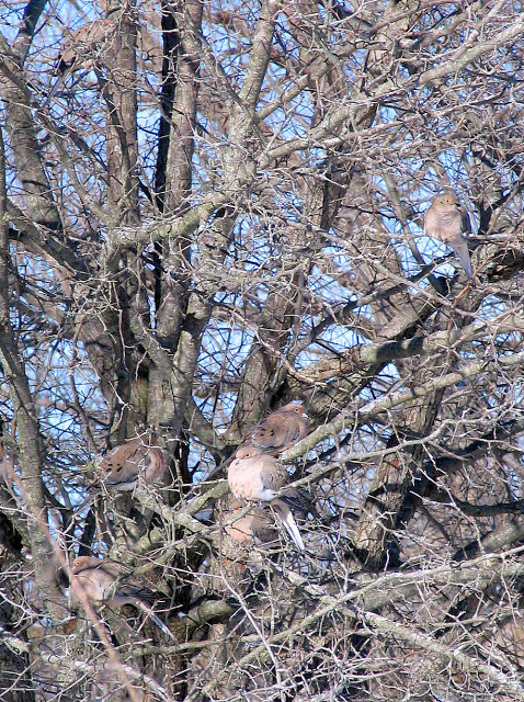 mourning-doves in tree